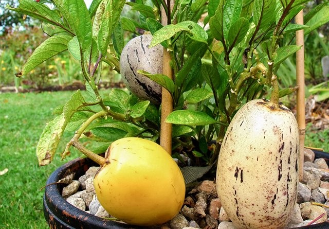 Cây dưa pepino trưởng thành có thể đạt chiều cao đến 2 mét
