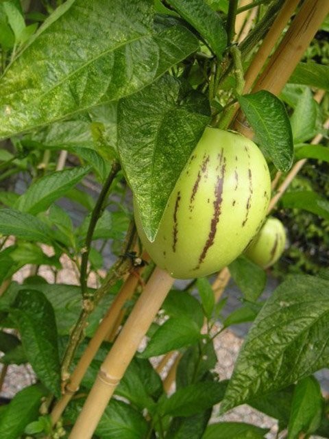 Chăm sóc dưa pepino tương tự như chăm sóc cây cà chua