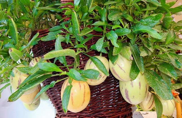 Cây dưa pepino có thể tự thụ phấn mà không cần thụ phấn chéo