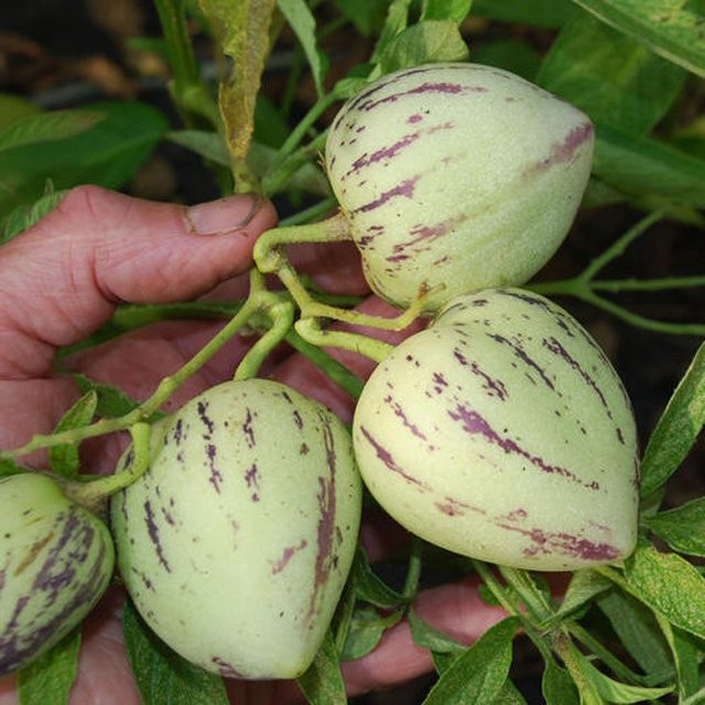 Cây dưa pepino cần giàn hoặc cọc đỡ khi ra quả để tránh gãy đổ
