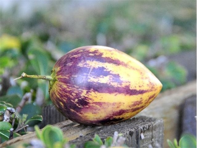 Dưa pepino bắt đầu cho quả sau khoảng 2-6 tháng sau khi trồng