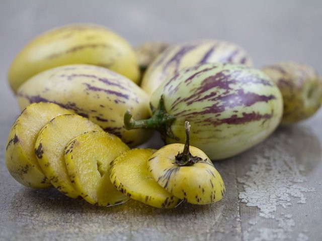 Mỗi cây dưa pepino có thể cho năng suất cao, từ 80 đến 120 quả mỗi vụ