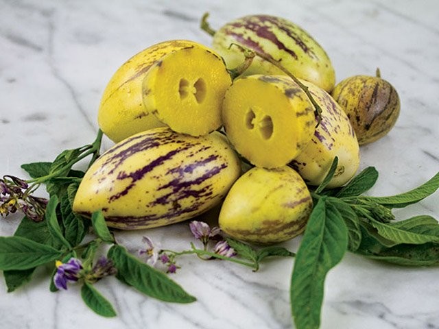 Dưa pepino là loại cây ăn quả trái nhỏ, thường nặng khoảng 200-300 gram mỗi quả