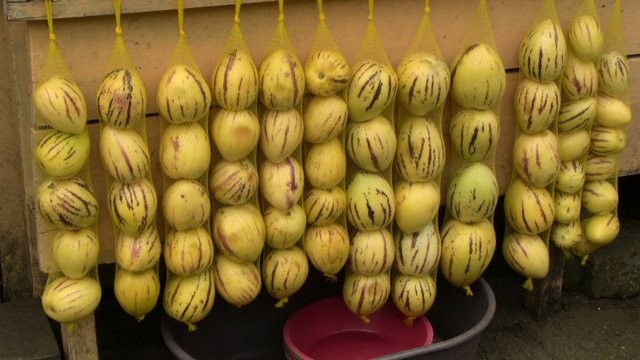 Dưa pepino, giống như cà chua, dễ bị thu hút bởi bọ cánh cứng, rệp, ruồi trắng, nhện