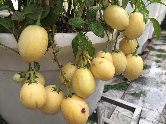 Rệp sáp trên thân cây dưa pepino
