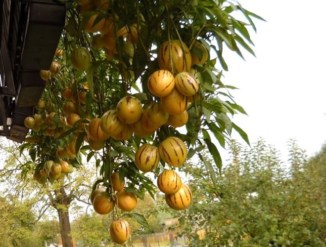 Ruồi trắng bám trên lá cây dưa pepino