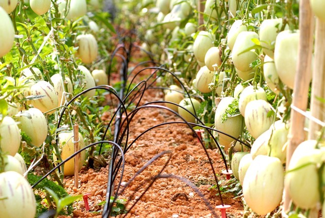 Trái dưa pepino chín vàng có sọc tím