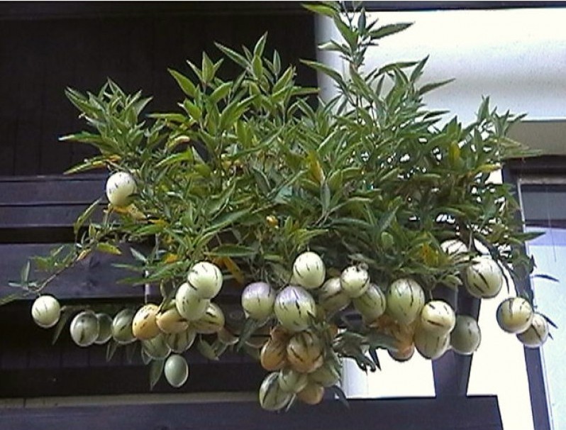 Nhện đỏ và rệp muội trên lá dưa pepino