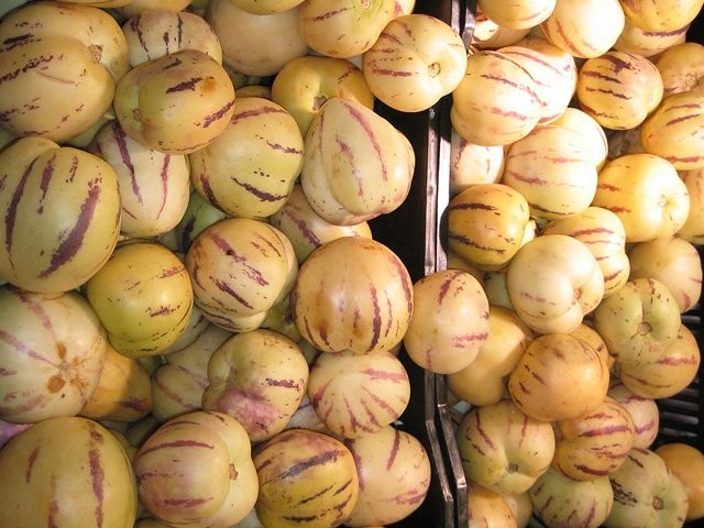 Hạt giống dưa pepino có thể được ngâm trong nước ấm trước khi gieo