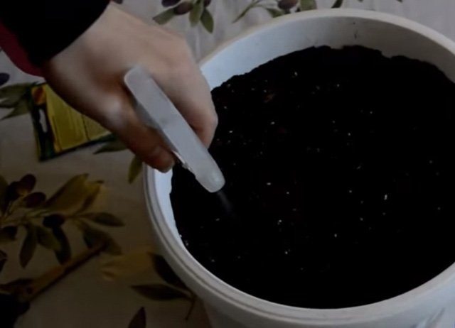 Ngâm hạt dưa pepino trong nước ấm tỷ lệ 2 sôi 3 lạnh để kích thích nảy mầm