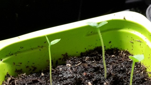 Gieo hạt dưa pepino đã ngâm trực tiếp vào đất đã chuẩn bị