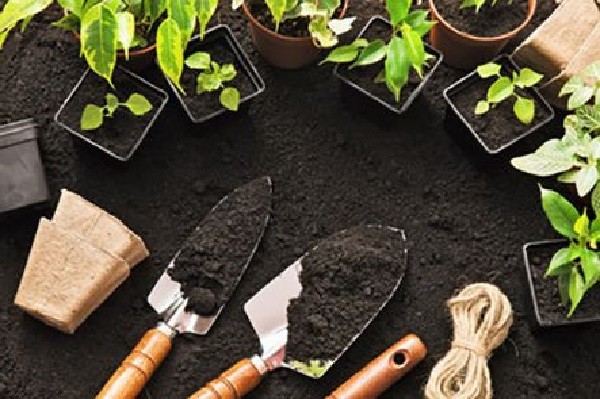 Chuẩn bị dụng cụ trồng cây ăn quả trong thùng xốp