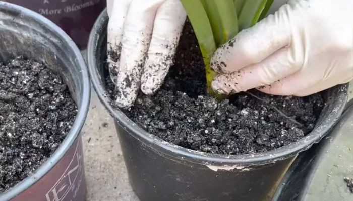 Dụng cụ cần thiết cho việc trồng lá dứa tại nhà