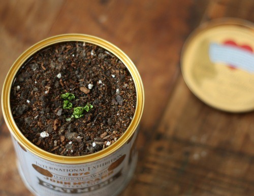 Vùi gốc cần tây trong đất và tưới ẩm