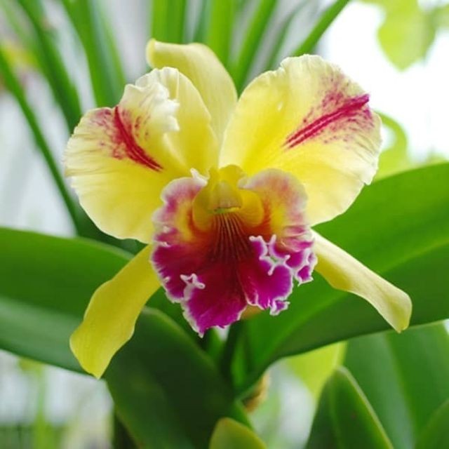 Lan Cattleya rừng nở hoa rực rỡ khi được chăm sóc đúng cách