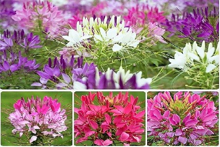 Đa dạng sắc màu của hoa Túy Điệp