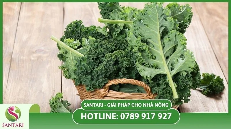 Lá cải Kale xanh tươi giàu dinh dinh dưỡng