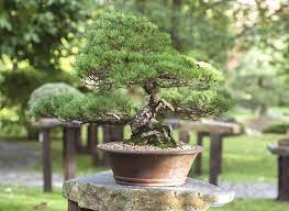kỹ thuật cắt tỉa và uốn dây cây thông cảnh bonsai