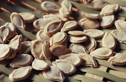 Hạt đậu bí đã ủ nảy mầm sẵn sàng gieo trồng