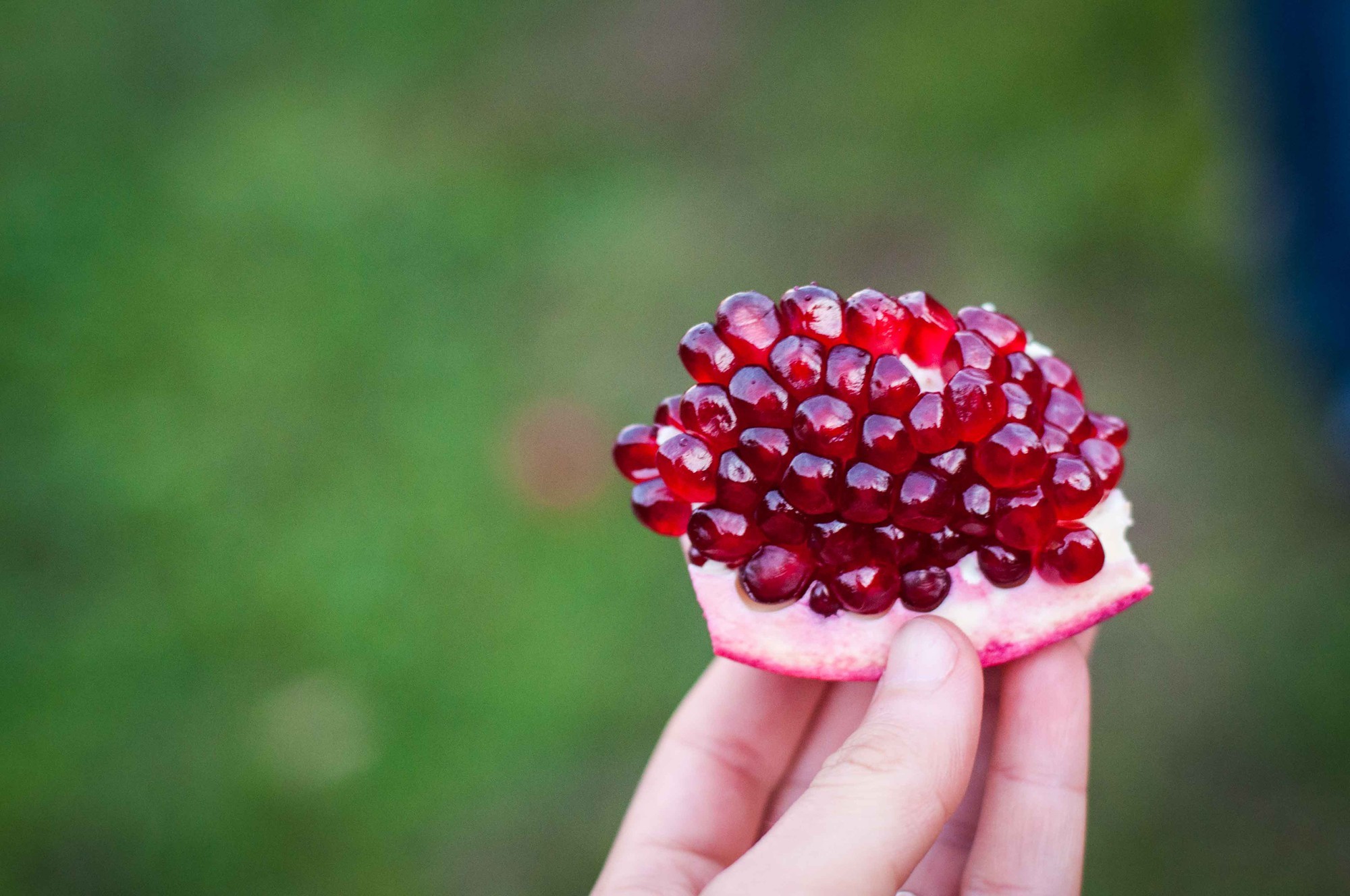Chọn quả lựu lùn chín để lấy hạt giống