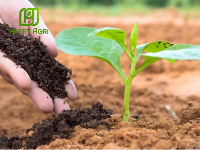 Cách sử dụng chế phẩm EM thứ cấp pha loãng để tưới gốc và phun lá cho cây trồng