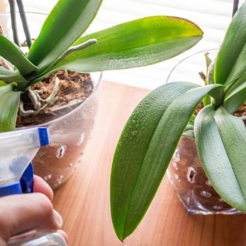 Các loại GE hữu cơ phổ biến dùng để tưới cho phong lan
