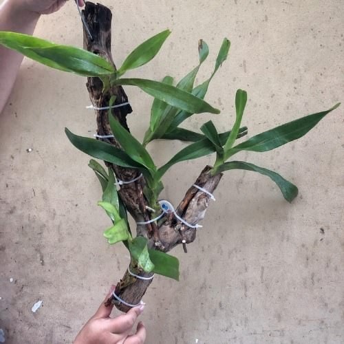 Kỹ thuật ghép phong lan lên thân cây sống hoặc gỗ mục