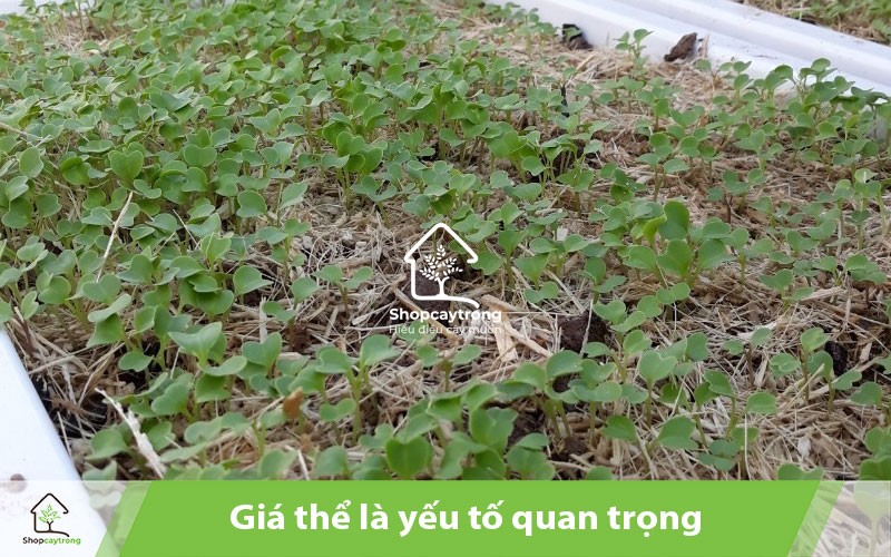 Khay giá thể trồng rau mầm