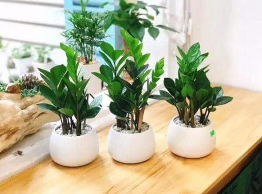 Cây kim tiền khỏe mạnh trong chậu, sẵn sàng cho cách trồng cây kim tiền nở hoa