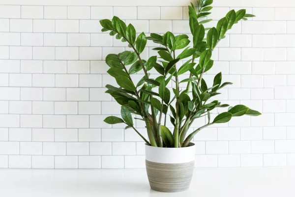 Hỗn hợp giá thể tơi xốp thoát nước tốt cho cách trồng cây kim tiền nở hoa