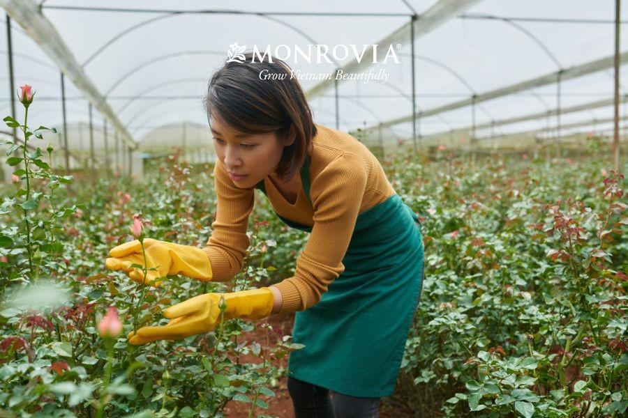 Hỗn hợp giá thể trồng cây tơi xốp