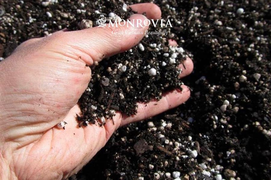 Vỏ trấu hun màu đen giúp giá thể thông thoáng