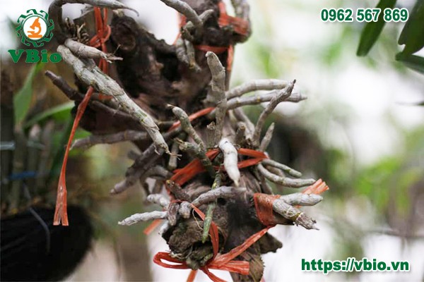 Các loại giá thể phổ biến để trồng lan