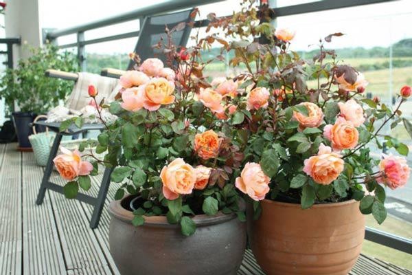 Đặc điểm của cây hoa hồng