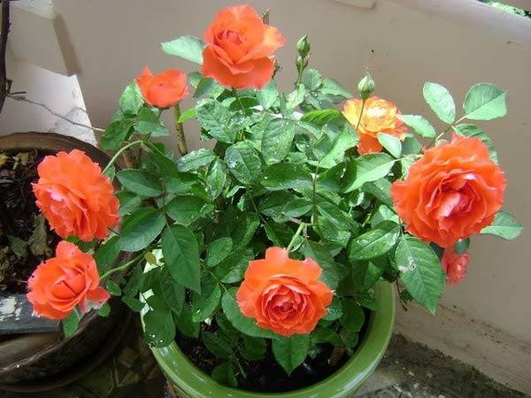 Tưới nước cho hoa hồng sau khi giâm cành