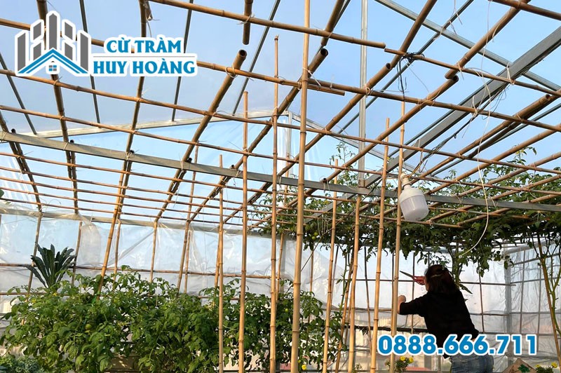 Giàn cây leo bằng tre xanh tốt trên sân thượng