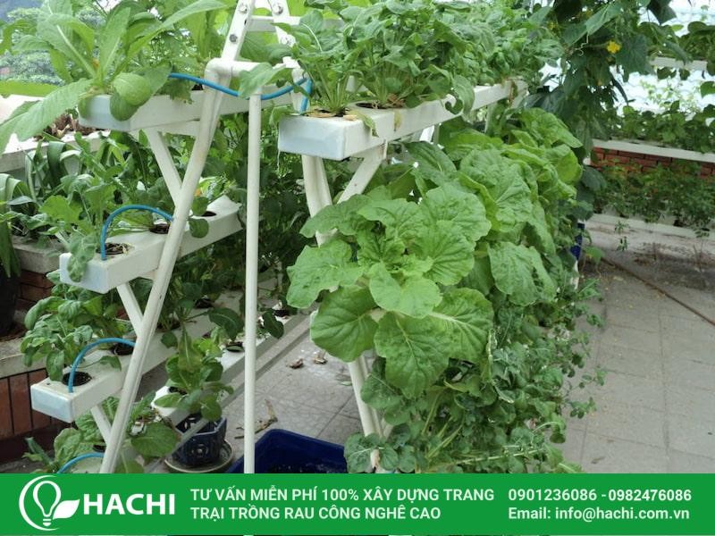 Giàn trồng rau thủy canh bằng ống nhựa được thiết kế hợp lý