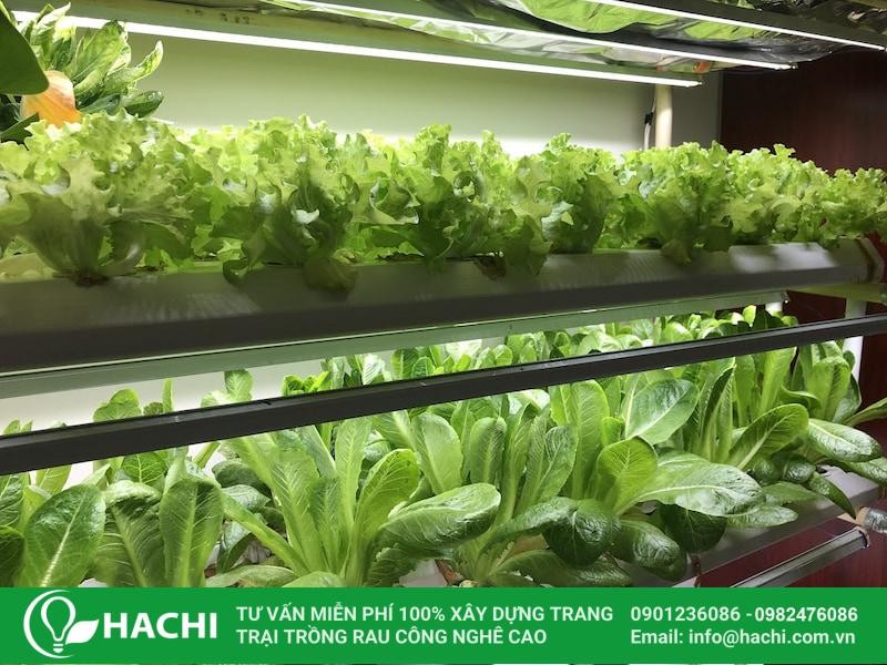 Một mẫu giàn trồng rau thủy canh chuyên nghiệp