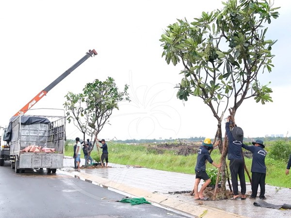Vận chuyển và trồng cây sứ đại hoa trắng kích thước lớn