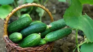 Giỏ dưa leo Nhật Bản tươi mới thu hoạch đặt trên đất vườn
