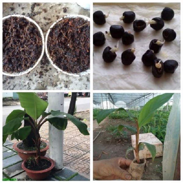 Hướng dẫn gieo hạt cây chuối cảnh mini