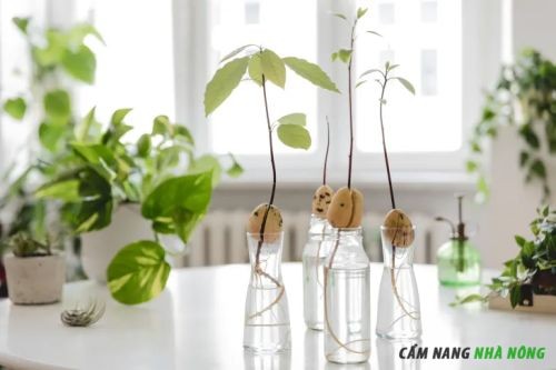 Gieo hạt bơ nảy mầm trong nước - Bước đầu chăm sóc cây bơ trồng chậu