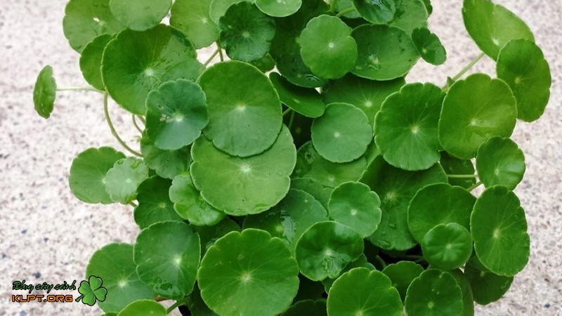 Chậu cây rau má cảnh xanh tốt