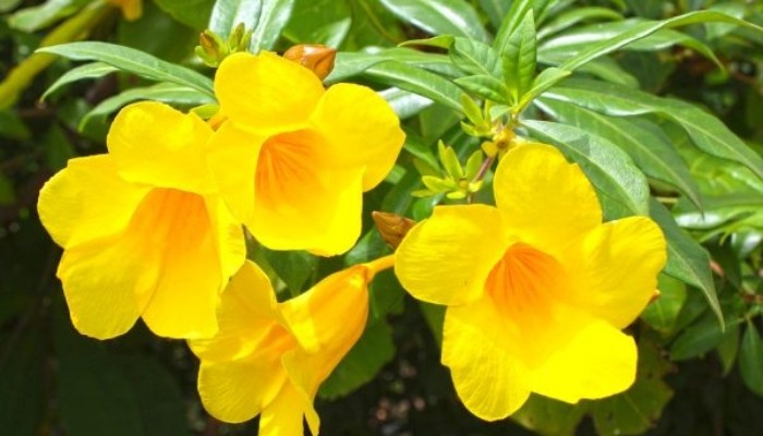 Cận cảnh hoa huỳnh anh vàng rực rỡ, giới thiệu cách trồng