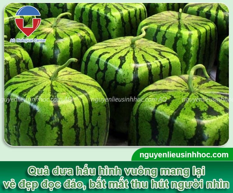 Dưa hấu vuông được trưng bày, thể hiện hình dáng độc đáo