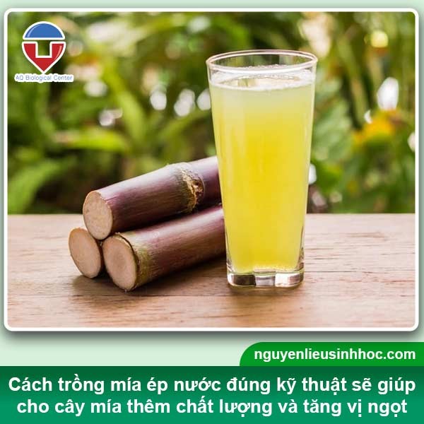 cây mía ngọt cho năng suất cao