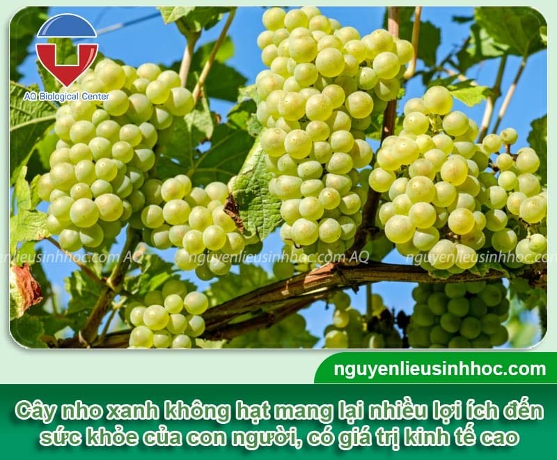 Chùm nho xanh không hạt sai trĩu quả sau khi áp dụng kỹ thuật trồng hiệu quả