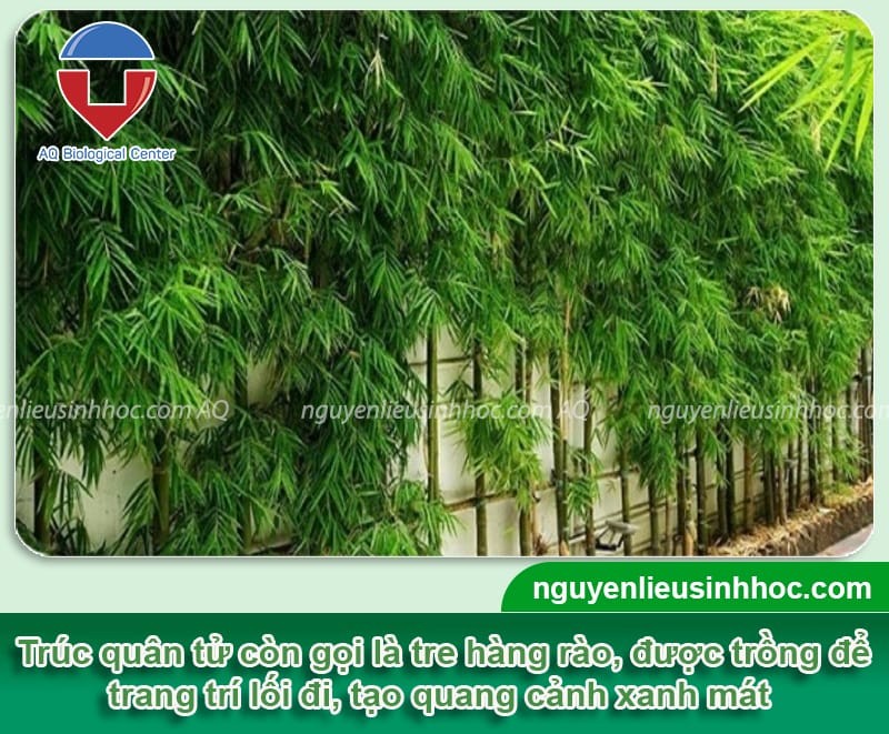 Cây trúc xanh quân tử trồng trong chậu trang trí không gian sống