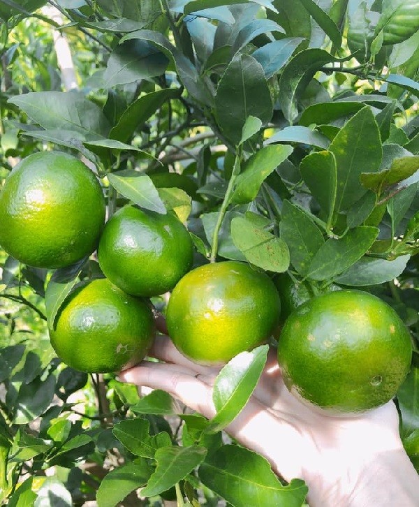 Cận cảnh hoa và quả non của cây quýt trong chậu