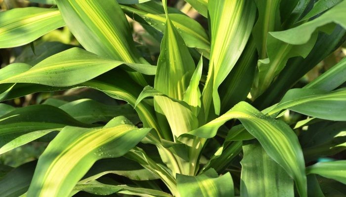 Giới thiệu đặc điểm nhận dạng cây thiết mộc lan